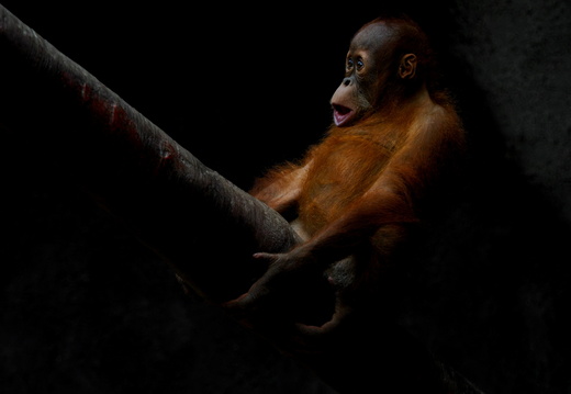 Mláďě orangutána