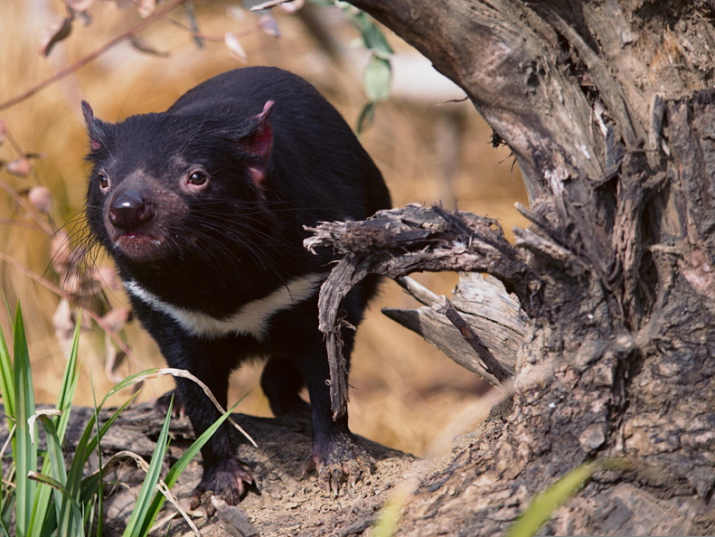 tasmanian-devil-6217015.jpg
