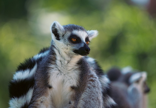 lemur