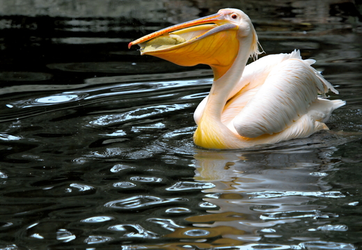 Pelikan